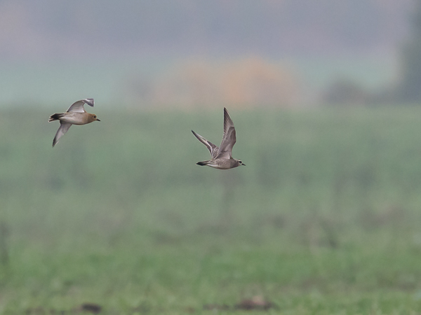 Amerikankurmitsa, American Golden Plover, Pluvialis dominica